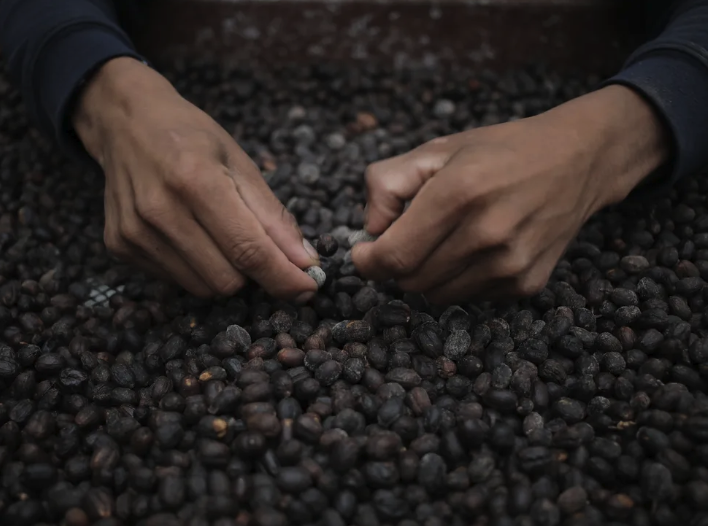 hands sorting coffee beans
